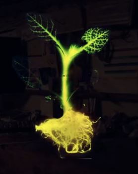 GlowPlantProject