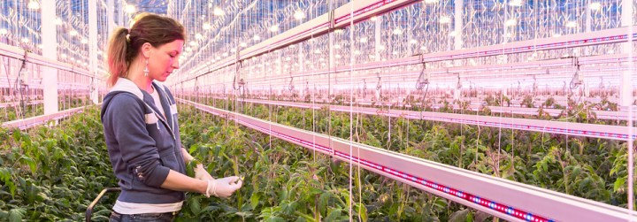 philips   header-greenhouses-JAMI-960x335px