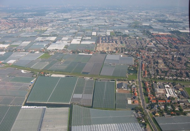 philips horti -----greenhouses-in-westland-the-netherlands--11649